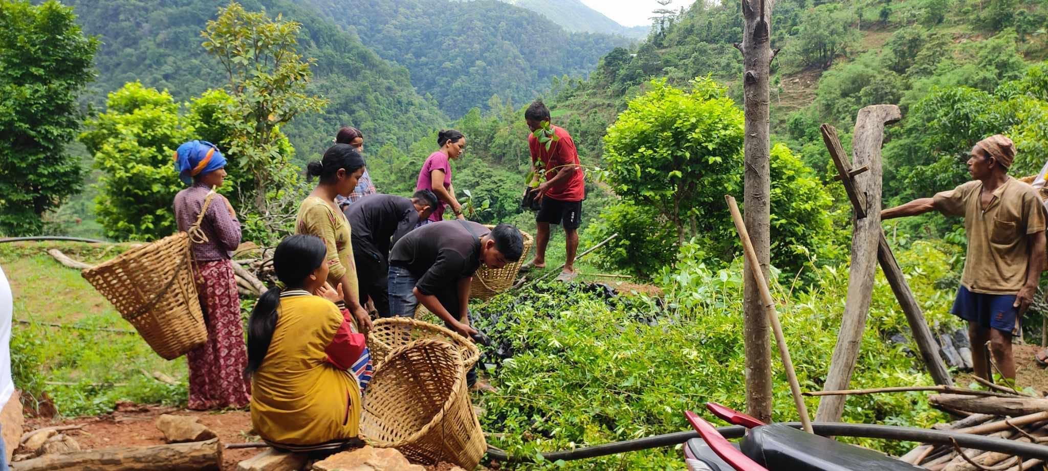 विरुवा वितरण तथा बृक्षारोपण २०८०/०८१